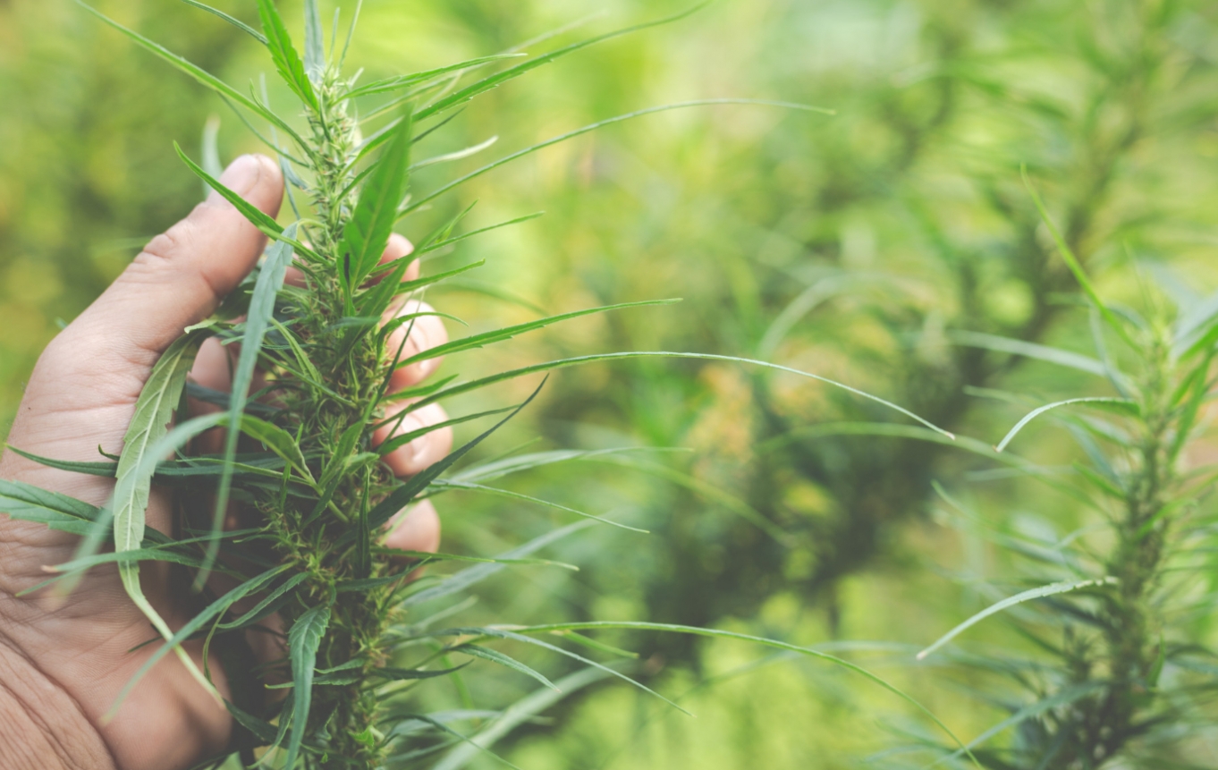 Nielegalna plantacja konopi w Augustowie – dwaj mężczyźni z zarzutami